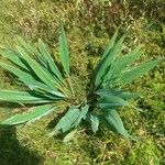 Orontium aquaticum Leaf