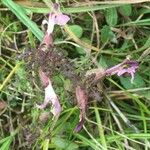 Pedicularis palustris Blüte