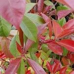 Photinia fraseri Blad