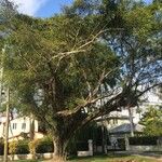 Ficus benjamina Hábito