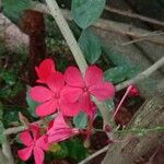Plumbago indica 花