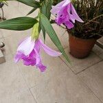 Sobralia macrantha Кветка