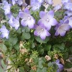 Campanula isophylla Libunga