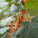 Solanum candidum Frukt