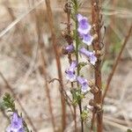 Anarrhinum bellidifoliumFlor