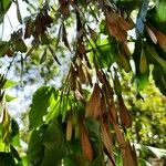 Fraxinus excelsiorFruit