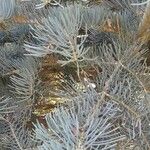 Abies concolor Лист