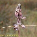 Allium savii Fruto