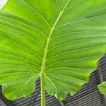 Alocasia macrorrhizosList