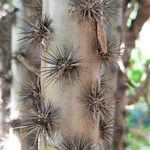 Pereskia bleo Cortiza