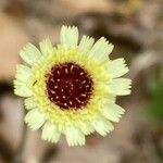 Tolpis barbata Virág