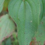 Rhynchanthera grandiflora Leaf