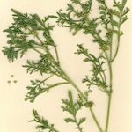 Lepidium coronopus Plante entière