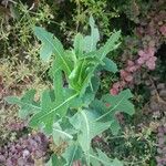 Lactuca serriola برگ