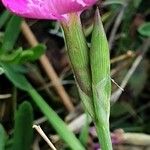 Dianthus deltoides Blomma