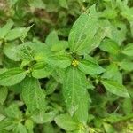 Synedrella nodiflora Лист