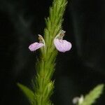 Rostellularia mollissima Fiore