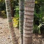 Dypsis pembana Kabuk