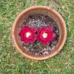 Gymnocalycium baldianum Квітка