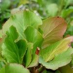 Bergenia crassifolia Leaf