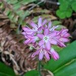 Clintonia andrewsiana Blomma