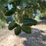 Quercus agrifolia Fulla