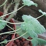 Pelargonium echinatum Hoja