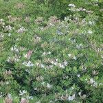 Rhododendron atlanticum Habitatea