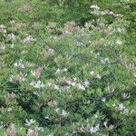Rhododendron atlanticum Hábito