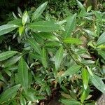 Psychotria psychotrioides 葉