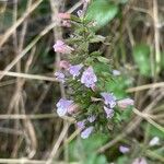 Clinopodium nepeta Flower