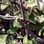 Cotoneaster franchetii Corteza