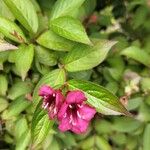 Weigela hortensis Leaf