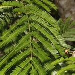 Vachellia cornigera Leht