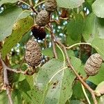 Alnus cordata Fruchs