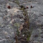 Juncus triglumis Celota