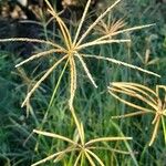 Eustachys paspaloides Buveinė