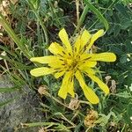 Tragopogon buphthalmoides Flower