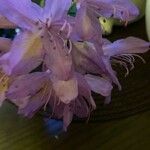 Rhododendron augustinii Flower