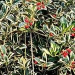 Ilex cornuta ഇല