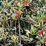 Ilex cornuta Blatt