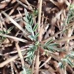 Astragalus balearicus Leaf