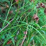 Ranunculus flammula Habit