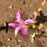 Curcuma aromatica Flower