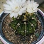 Gymnocalycium anisitsii Hábito