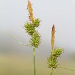 Carex mairei ᱮᱴᱟᱜ