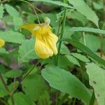 Impatiens noli-tangere Blodyn