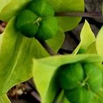 Euphorbia lathyris 果實