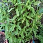 Dendrocnide latifolia List