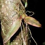 Leochilus labiatus Fruit